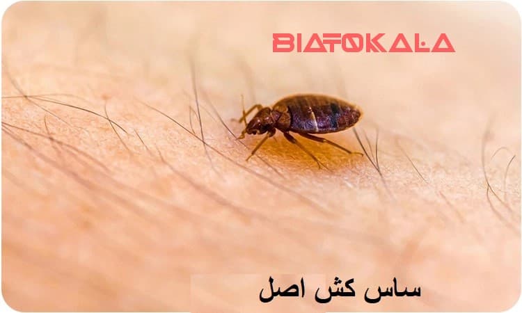سم برای ساس و نابودی ساس